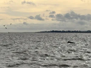 Pilot whales in the tidal Thames Pilot whales in the tidal Thames
