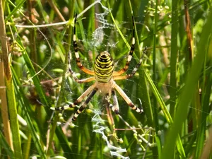 Striking ‘climate refugee’ spider found in Cheshire for the first time (c) Chester Zoo1 Striking ‘climate refugee’ spider found in Cheshire for the first time (c) Chester Zoo1