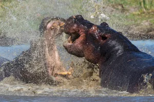 Fighting male hippos, Maun, Okavango Delta, Botswana
