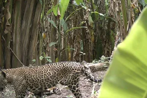 Jaguar on camera trap in Guatemala Jaguar on camera trap in Guatemala