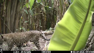 Jaguar on camera trap in Guatemala Jaguar on camera trap in Guatemala