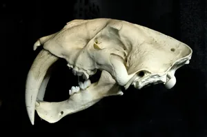 Skull of Smilodon californicus or Saber-Toothed Cat from the US dated 10,000 years Skull of a Saber-Toothed Cat from the US dated 10,000 years