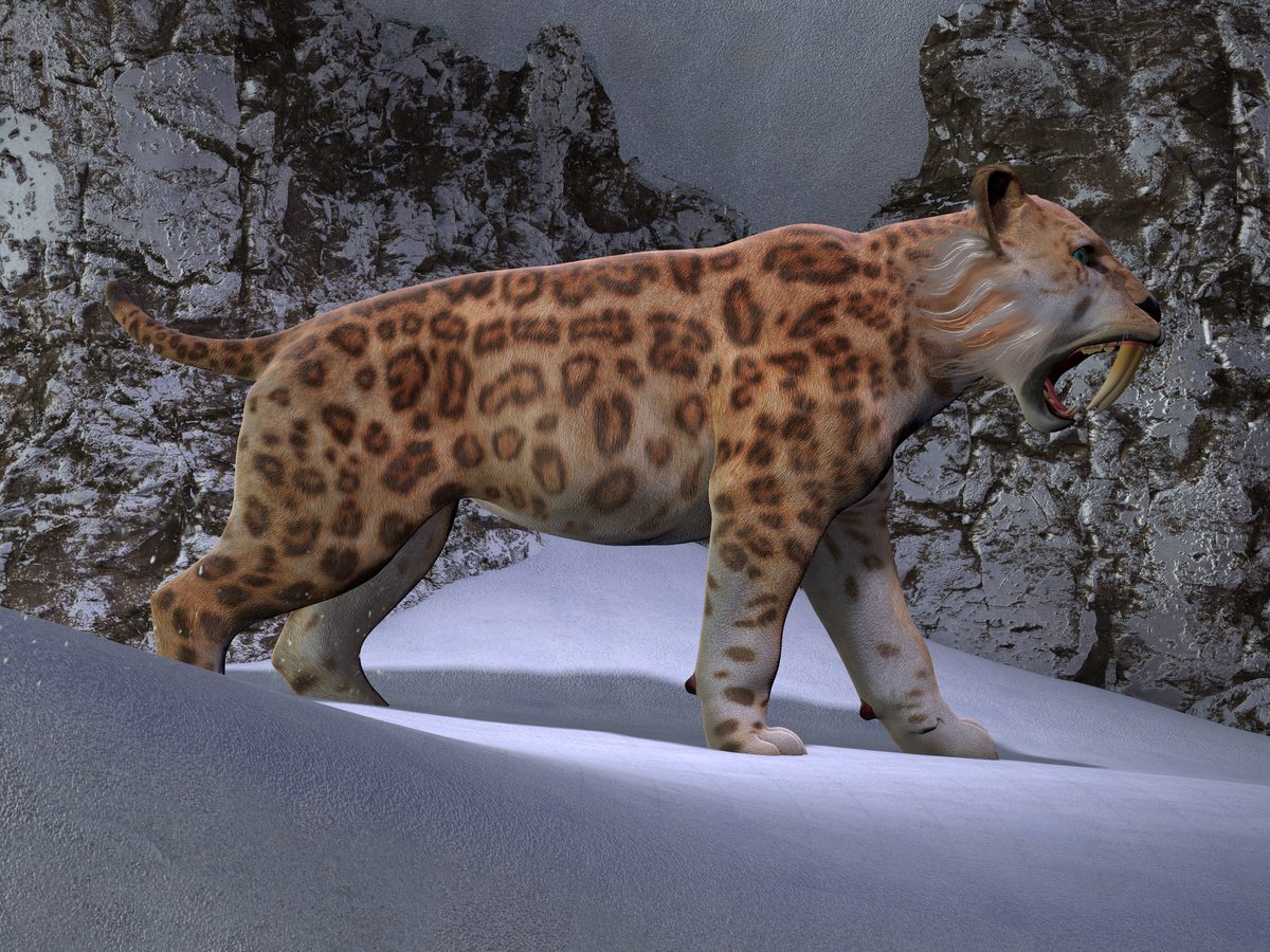 "They used their deadly, 12 inch canines, as sharp as steak knives, to slash open their prey’s necks or tear open their bellies" - BBC Wildlife Magazine image