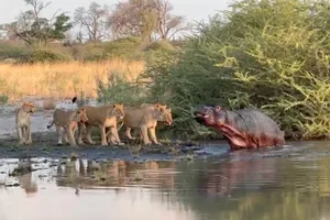 Lions vs hippo Lions vs hippo
