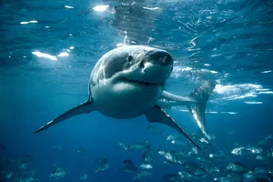 Great white shark turns below the ocean’s surface. Large white shark looks straight into the camera. Captured in the clear blue waters of South Australia.