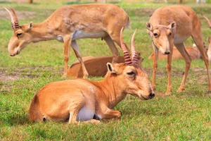 Summer landscape – view of herd of saiga antelope in dry steppe under the hot summer sun rustamank/ Getty Images