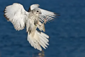A Gyrfalcon in mid flight. gyrfalcon