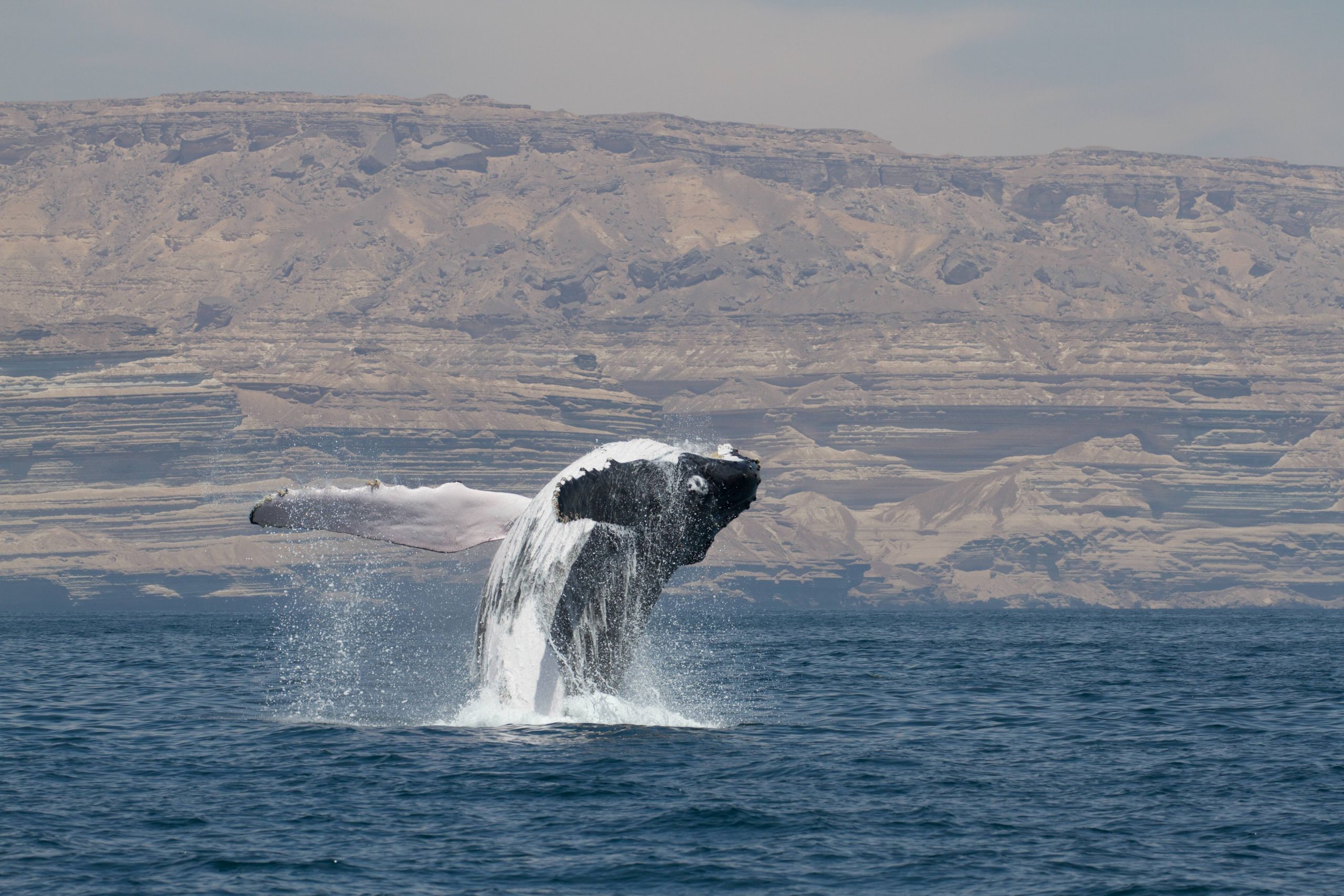 These endangered whales have lived in a small sea for 70,000 years. One of them just broke the pattern