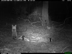 4WV_K17_CL_16301 Red fox on camera trap with kangaroo carcass