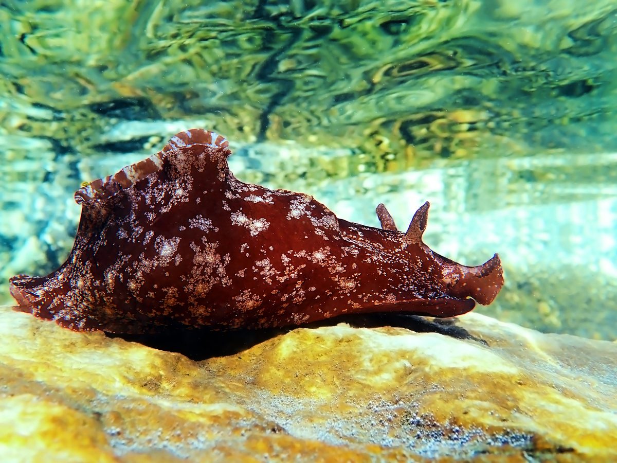 They have a bizarre sex life as each beast have both male and female organs – leading to confusing orgies and extraordinary mating chains developing…