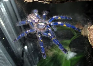 Poecilotheria metallica beautiful spider
