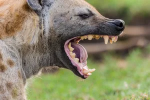 The spotted hyena (Crocuta crocuta), also known as the laughing hyena or tiger wolf, is a species of hyena native to Sub-Saharan Africa. Masai Mara National Reserve, Kenya. Mouth open wide showing its teeth from anterior to posterior. The spotted hyena (Crocuta crocuta), also known as the laughing hyena or tiger wolf, is a species of hyena native to Sub-Saharan Africa. Masai Mara National Reserve, Kenya. Mouth open wide showing its teeth from anterior to posterior.