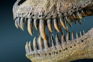 Scull of a tyrannosaurus rex fossils; age: end of the cretaceous, 68-65 million years, north america; Scull of a tyrannosaurus rex fossils; age: end of the cretaceous, 68-65 million years, north america;