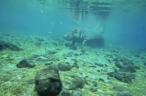 hippos: hippopotamus amphibius underwater mzima springs, k enya