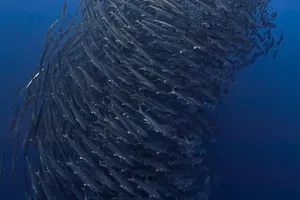 Barracuda Barracuda filmed off Maratua Island, Indonesia
