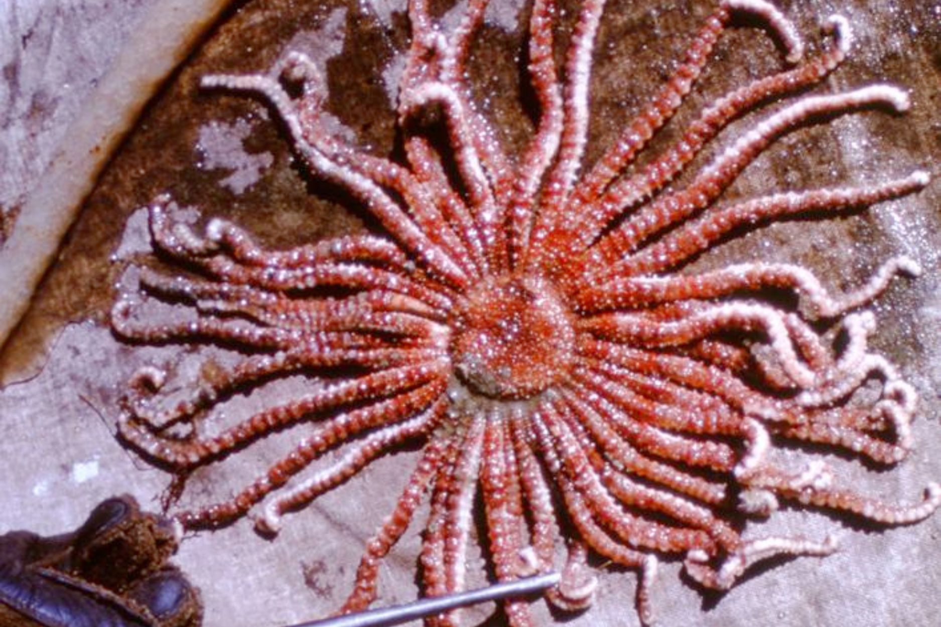 This deadly creature nicknamed the 'Death Star' grows up to 50
