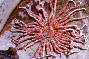 Antarctic sun seastars Antarctic sun seastars