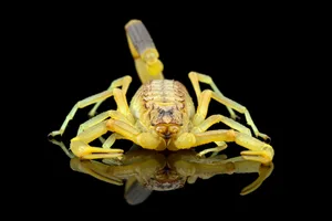 Deathstalker scorpion isolated on black High venomous scorpion