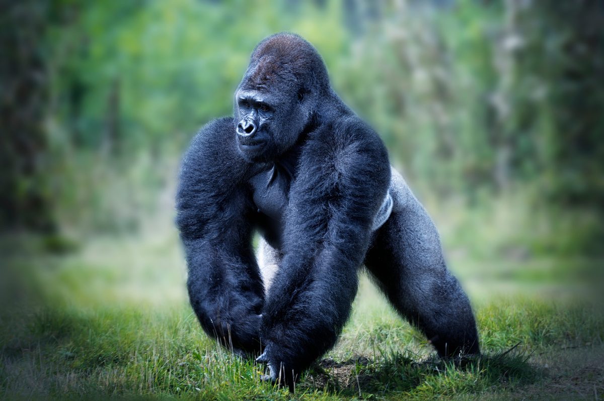 Think you know your family? Well, think again. You might call yourself a Jones or a Patel, but at heart you're a great ape | Discover Wildlife Great ape facts: habitat, diet, size, different species