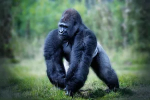 Male Western Lowland Gorilla walking Male Western Lowland Gorilla walking