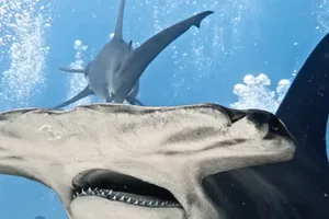 Hammerhead shark Hammerhead shark