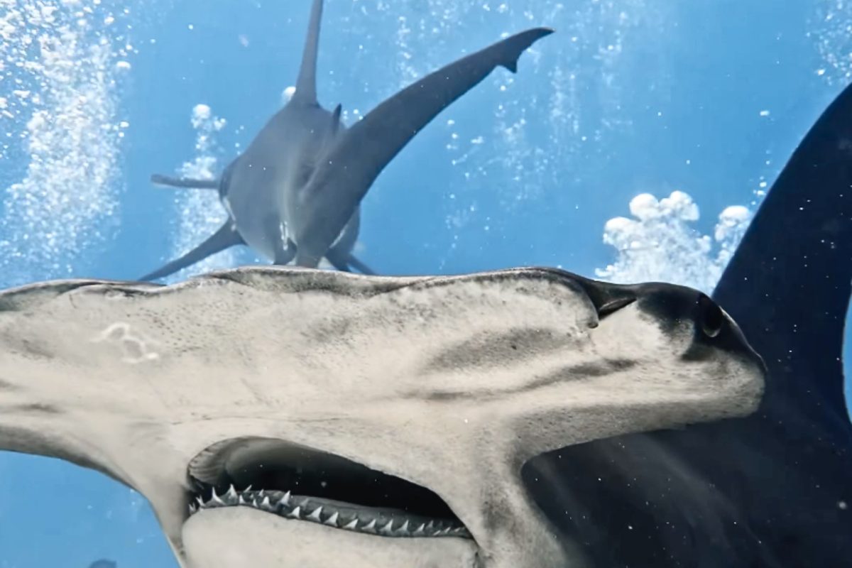 Rare Sighting of Largest Great Hammerhead Shark Filmed in the Bahamas