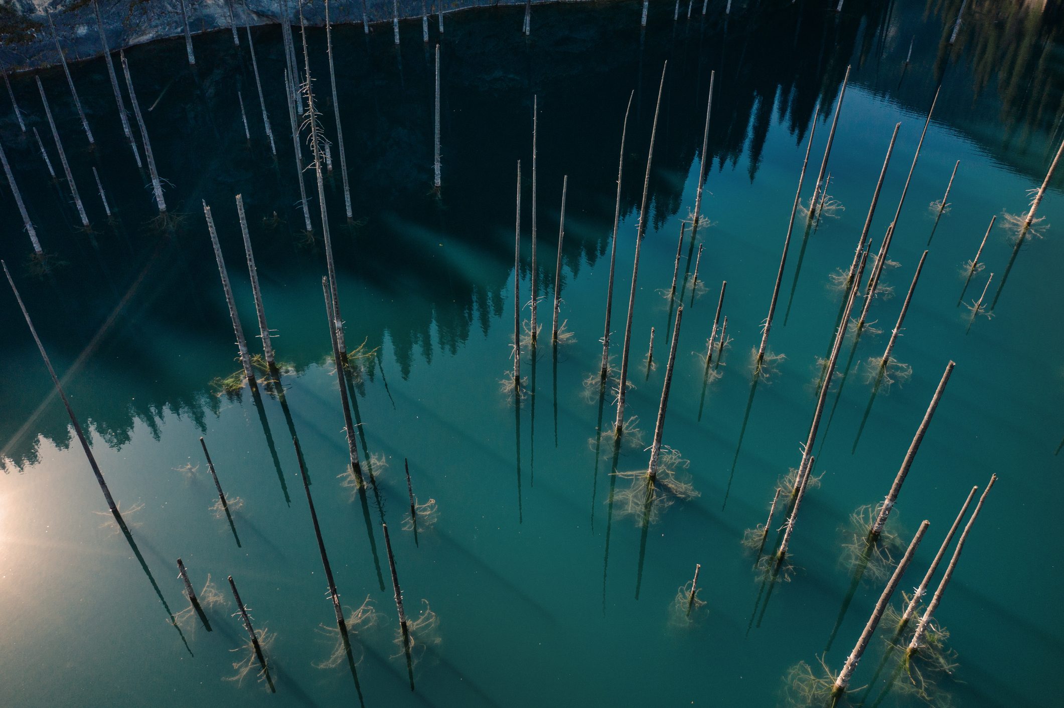 A great earthquake struck this mountain range – and created an underwater, eerie forest
