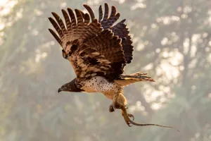 Martial Eagle Takes Flight Clutching Monitor Lizard Prey in Talons along Forest Edge, Lower Zambezi National Park, Zambia Martial Eagle Clutching Monitor Lizard Prey, Zambia