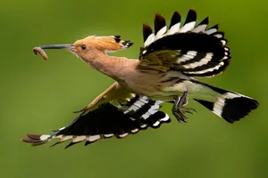 Close-up of hoopoe flying outdoors Hoopoe bird