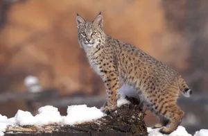 BOBCAT (FELIS RUFUS) ON SNOWY GROUND. UINTA NATIONAL FOREST, UTAH. BOBCAT (FELIS RUFUS) ON SNOWY GROUND. UINTA NATIONAL FOREST, UTAH. H