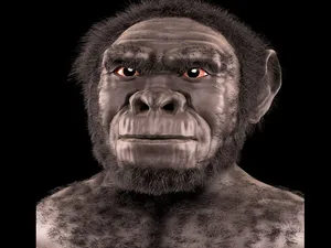 Homo habilis