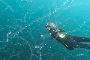 Freediving with salps in Cornwall Salp bloom in Cornwall