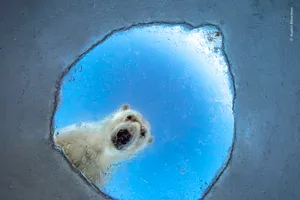 Icy Window by Audun Rikardsen Icy Window by Audun Rikardsen