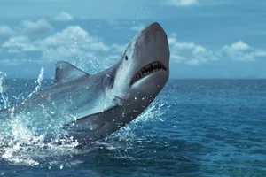 Great white shark jumping out in water splash Great white shark jumping out in water splash