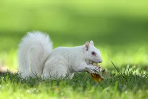 Albino squirrel Albino squirrel