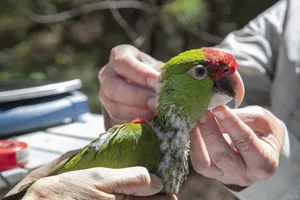 Thick Billed Parrot Photo 2