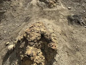 T rex trackway_credit Tyler Lyson copy