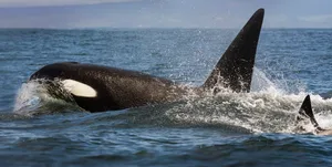 Amazing Close Up of Orca Whale Family Breaching Outside Moss Landing, California Moss Landing, California, May 2023: Close up of Killer or Orca Whales breaching the water not far outside Moss Landing taken from an early May whale watch tour.