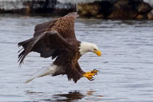 bald eagle facts bald eagle facts