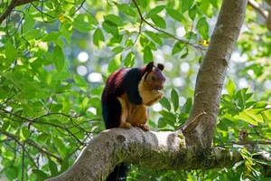 Rainbow squirrel Rainbow squirrel
