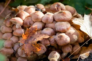 Armillaria ostoyae. Large group of honey mushrooms growing in the autumn forest Armillaria ostoyae