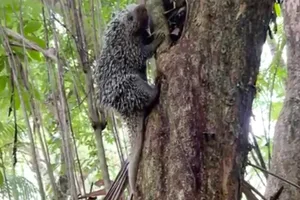 Brazilian porcupine Brazilian porcupine