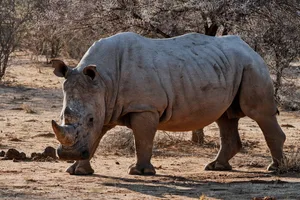 Side view of rhinoceros standing on field,Erindi Private Game Reserve,Namibia
