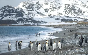 King penguins near mountains and ocean King penguins fill the beach on Salisbury Plain, South Georgia Island. Credit: Catherine Harold/Getty Images