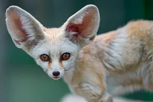 Fennec looking at the camera Portrait of a fennec fox looking at the camera.