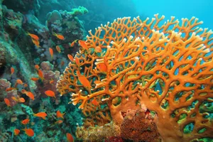 Beautiful underwater scene with Fire Coral (Millepora) and coral fish Anthias Tunatura/ Getty Images