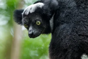 Indri, Andasibe National Park, Madagascar