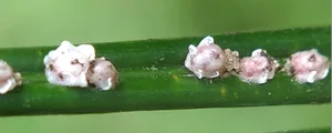 scale insects