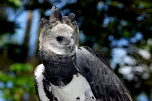 Harpy eagle Harpy eagle