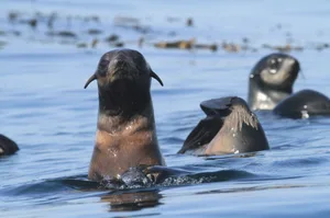 Northern fur seals Northern fur seals